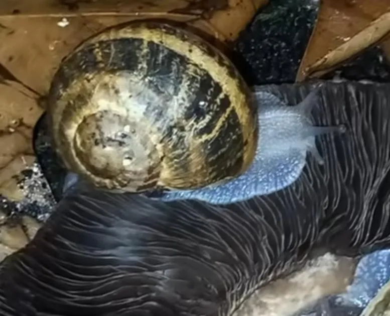 Cornu aspersum young adult 