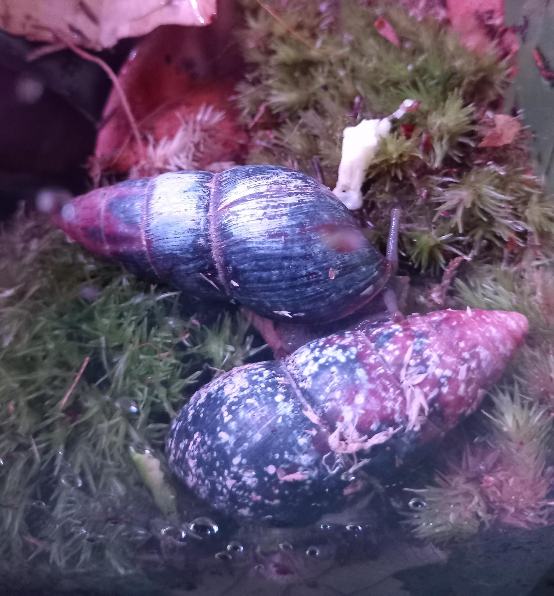 The lovely Limicolaria!