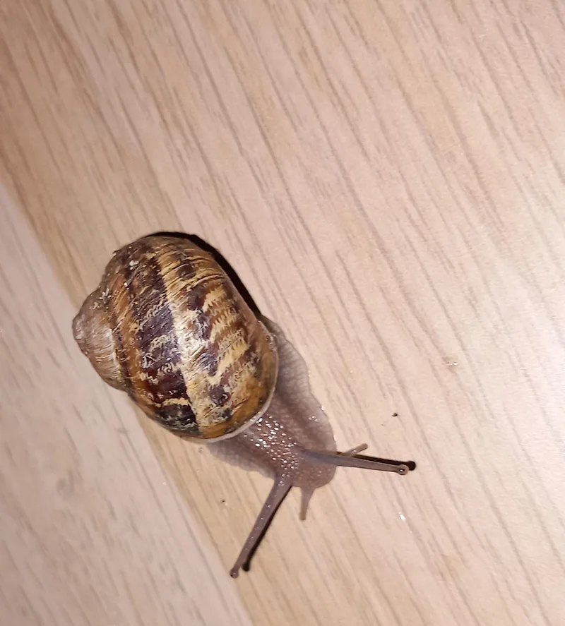 Cornu Aspersum