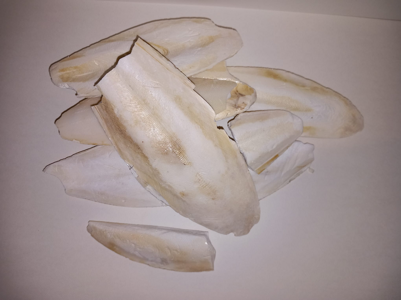 Cuttlefish bones