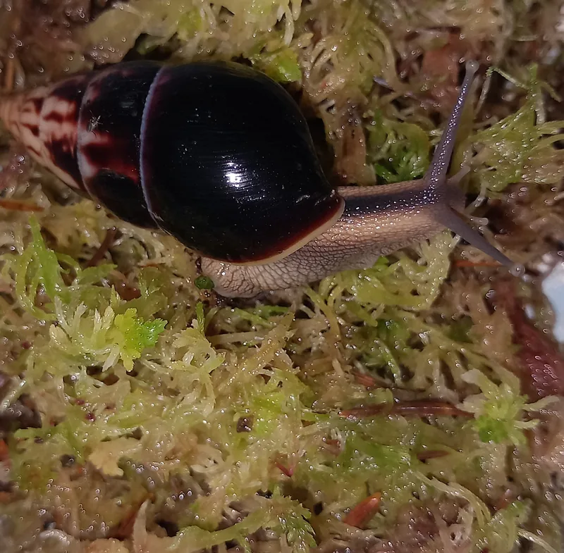 Limicolaria aethiops sub adults group