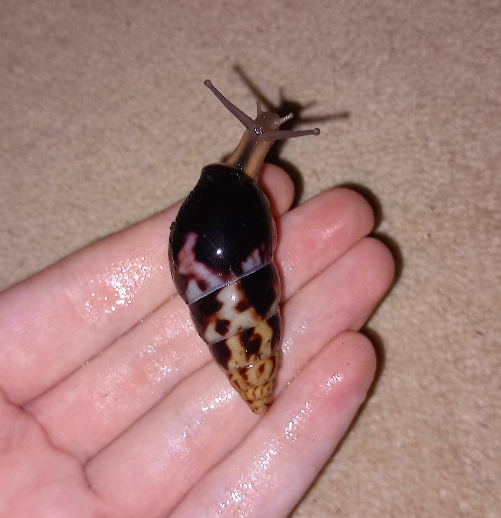 The lovely Limicolaria!