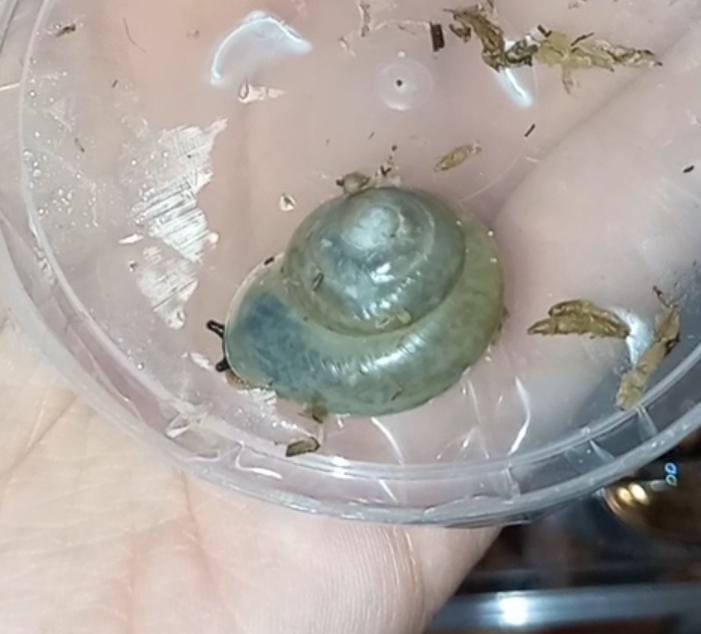 Pleurodonte isabella barbados 